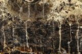 Polished Fossil Stromatolite Colony on Petrified Wood - Utah #365921-1